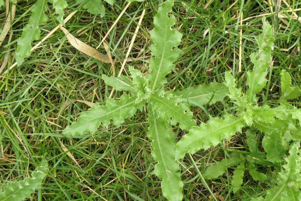 Canada Thistle Seedlings