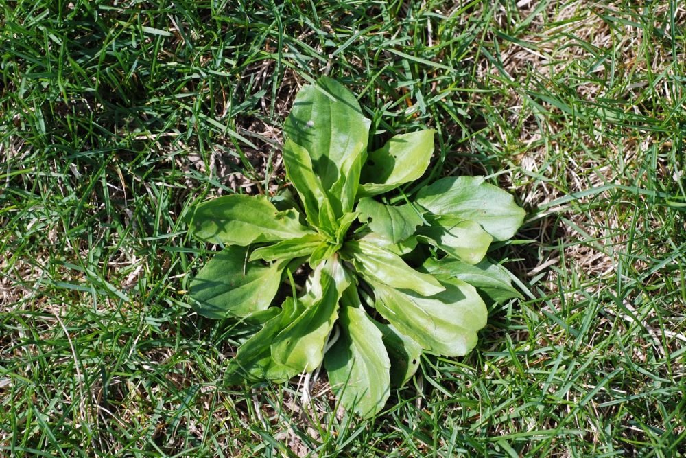 broadleaf-plantain-3-aaron