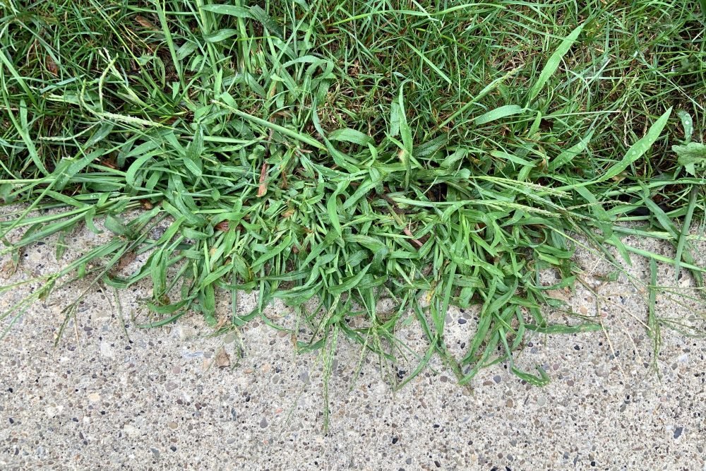 crabgrass-weeds-creeping-on-sidewalk-royalty-free-image-1714495108