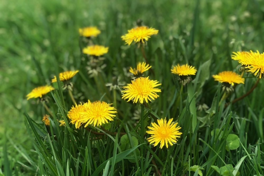 dandelion (1)