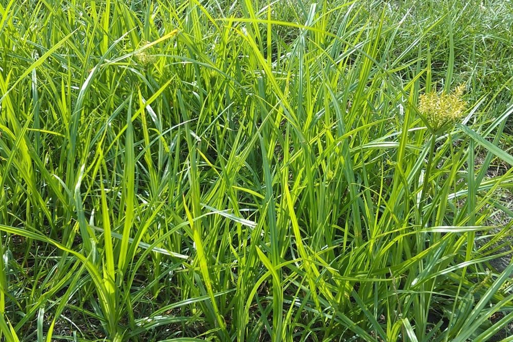 nutsedge-1875x1875
