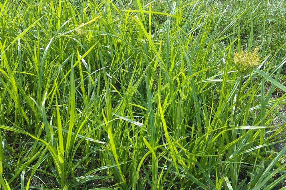 nutsedge-1875x1875