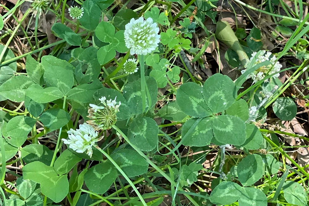white clover 4 leaf.jpg